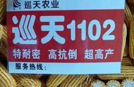 适合辽宁高产玉米新品种（辽宁高产玉米品种排名前十）