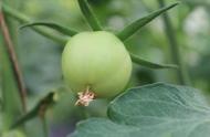 9月种植大棚番茄施肥方法（大棚番茄施肥明细）