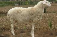 十大绵羊品种排行榜（绵羊品种有哪些）