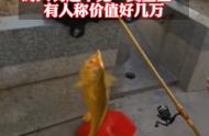 虎门珠江口的鱼能吃吗（广州排水沟的鱼可以吃吗）