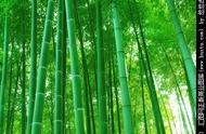竹子的二十种用途（竹子的100种新用途）