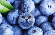小猫可以吃什么水果（小猫可以吃什么水果补维生素）
