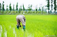 四川粮食补贴好久发放（今年四川的粮食补贴怎么领）