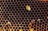 蜂房的神奇功效（蜂房怎么吃抗肿瘤）