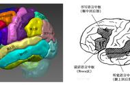 大脑语言四个功能区图（大脑语言中枢功能区域分布图）