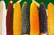玉米种类大全及图解（玉米种类一共有几种）