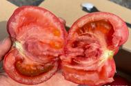 普罗旺斯西红柿和普通西红柿区别（排名第一的西红柿）