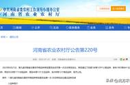2022年河南小麦审定新品种（河南2019年高产小麦新品种）