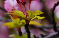 垂丝海棠花花语（海棠花花语和象征）