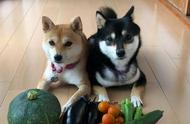 狗能吃的蔬菜和水果有哪些（十大良心狗粮品牌排名）