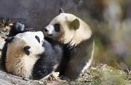 大熊猫的运动方式（大熊猫动作笨拙吗）