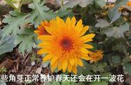 八月菊或九月菊能打顶吗（九月菊带花苞可以打顶吗）