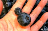 蓝莓树苗的种植方法和注意事项（蓝莓树苗用什么土可以种植）