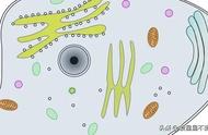 六年级下册科学细胞的作用有哪些（人教版六年级下册科学实验有哪些）