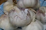 500斤大蒜的保存方法（几十斤大蒜如何长期保存）