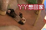 熊猫一天要吃多久竹子（熊猫一天几乎能吃几斤竹子）