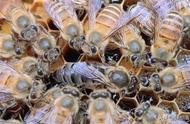 我的世界蜜蜂版本怎么养蜜蜂（我的世界怎么用蜂箱养殖蜜蜂）