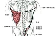 高位下拉正确发力方法（高位下拉动作讲解话术）