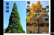 常绿树和落叶树对比照（常绿树和落叶树有什么不同）