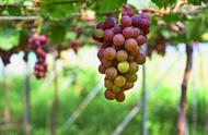 冷棚葡萄转色到成熟多长时间（葡萄从种子到成熟全过程）