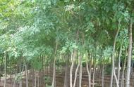 速生白蜡树栽培成活率高