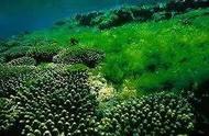 大海里面的植物有哪些（大海中有哪些奇特的植物）