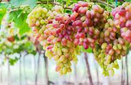 葡萄几月种植最好（葡萄施肥时间和方法）