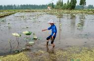 怎样防止碗莲盆水发臭（碗莲水培有点烂根发臭怎么办）