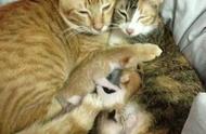 猫妈妈能和猫宝宝一起生活吗（猫宝宝和猫妈妈好会和主人好吗）