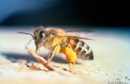 世界上最毒的蜜蜂排名（世界上十大毒蜜蜂排名）