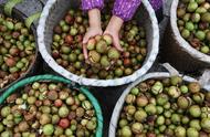 红花油茶一亩地种多少棵（大果红花油茶适应什么地方种植）