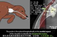 狗狗的肌肉解剖结构图（狗的骨骼肌肉结构图片）