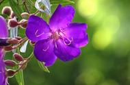 紫花野牡丹花语（紫色牡丹的花语为什么不好）