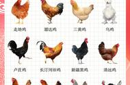 鸡肉12种做法（教你7种鸡肉的做法）