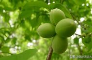 梅子杏子是哪个季节的（梅子和杏子是南方的吗）