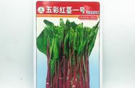 红菜苔从播种到抽苔需要多长时间（红菜苔种植多久能抽苔）