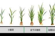 一粒米是怎么种出来的（小小的一粒大米的种植过程）