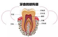 牙齿缺了一小块不痛用补吗（牙齿缺了一小块不能去补要怎么办）