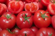 怎么辨别普罗旺斯西红柿真假（西红柿最好品种）