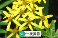 一枝黄花的功效与禁忌（一枝黄花有什么功效图片）