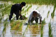 东南亚适合种水稻吗（东南亚适合种植水稻的原因）
