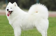 毛卷卷的白色的狗是什么狗（毛卷卷的是什么狗图片）