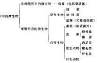 水中微生物的种类及特点（水中常见微生物介绍）