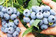哪种蓝莓好种植（蓝莓适合哪些地区种植）
