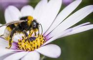 蜜蜂采花粉对花朵有什么好处