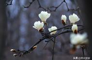 玉兰花分为几个颜色（玉兰花有几种颜色有什么价值）