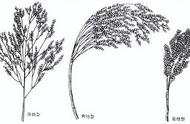 黍子图片（黍子和小米的区别）