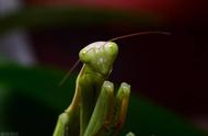 螳螂是益虫还是害虫呢为什么（螳螂是益虫还是害虫螳螂最怕什么）