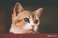 猫的眼睛为什么会变圆（猫的眼睛怎么突然变得又圆又大）