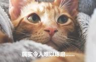 猫吃不完的东西该怎么保存（猫吃不完的东西用爪子藏起来）